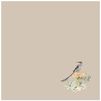 napkin36