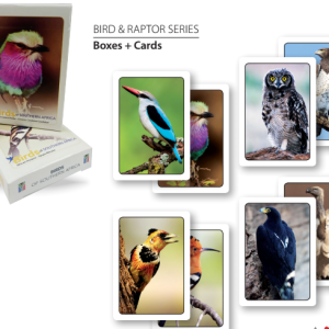 Birds African Hoopoe Playing Cards