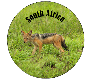 Button Magnet Black Backed Jackal