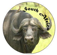 Button Magnet Buffalo