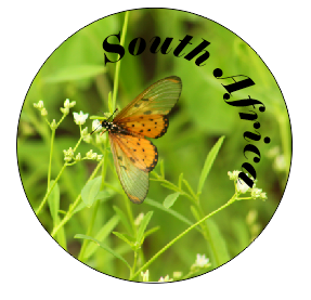 Button Magnet Butterfly