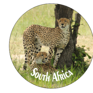 Button Magnet Cheetah