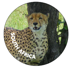 Button Magnet Cheetah Head