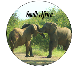 Button Magnet Elephant