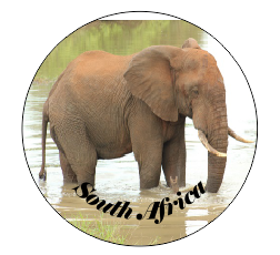 Button Magnet Elephant in Water Original