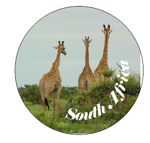 Button Magnet Giraffe Three
