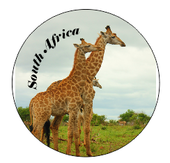 Button Magnet Giraffe Family