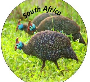 Button Magnet Guinea Fowl