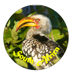 Button Magnet Hornbill