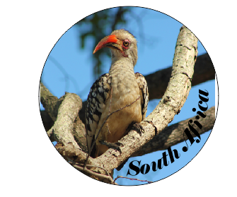 Button Magnet Red Hornbill