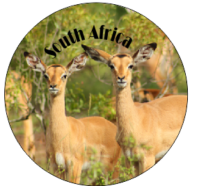 Button Magnet Impala