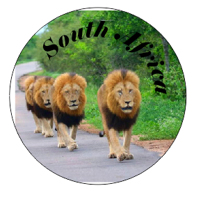 Button Magnet Jock Lions