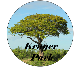 Button Magnet Kruger Tree