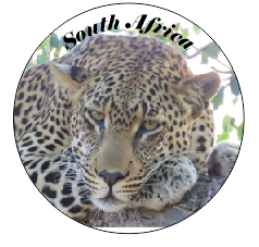 Button Magnet Leopard Face