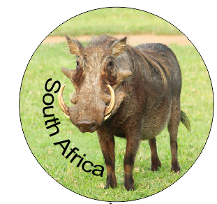 Button Magnet Warthog