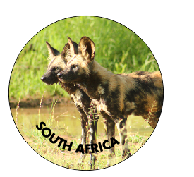 Button Magnet Wild Dogs