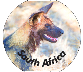 Button Magnet Wild Dog
