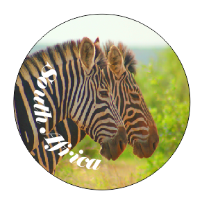 Button Magnet Zebra Double