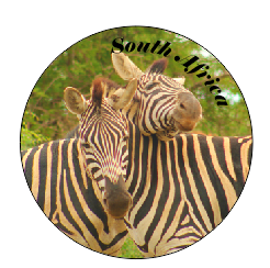 Button Magnet Zebras Necking