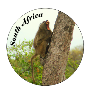 Button Magnet Baboon