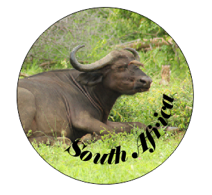 Button Magnet Buffalo Lying