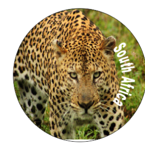 Button Magnet Leopard