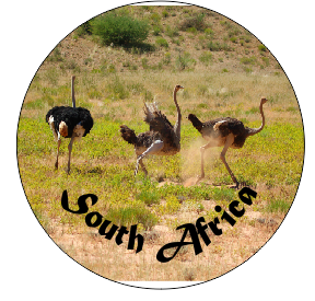 Button Magnet Ostrich
